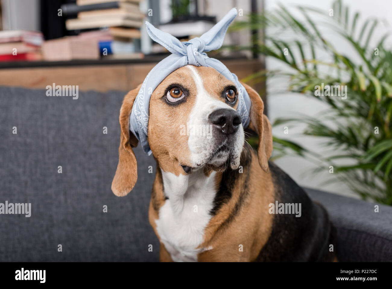 funny beagle pictures