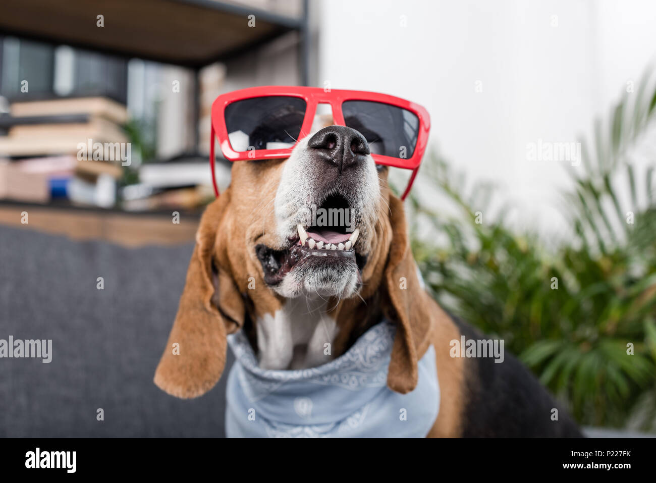 funny beagle dog in red sunglasses sitting on chair, isolated on white  Stock Photo - Alamy, image size:1300x957