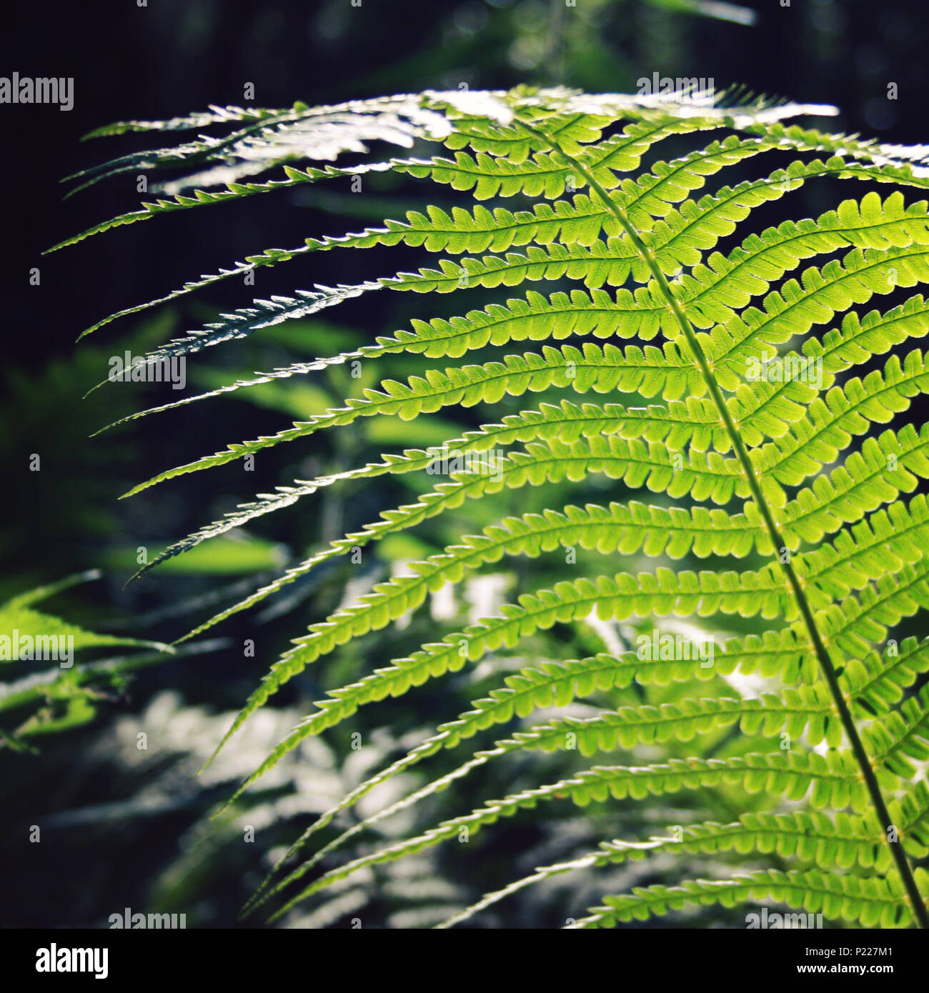 Fern leaf in the forests of Valaam island, Karelia. Pteridium aquilinum, eagle fern or common bracken. Aged photo. Summertime. Wild nature of Russian  Stock Photo
