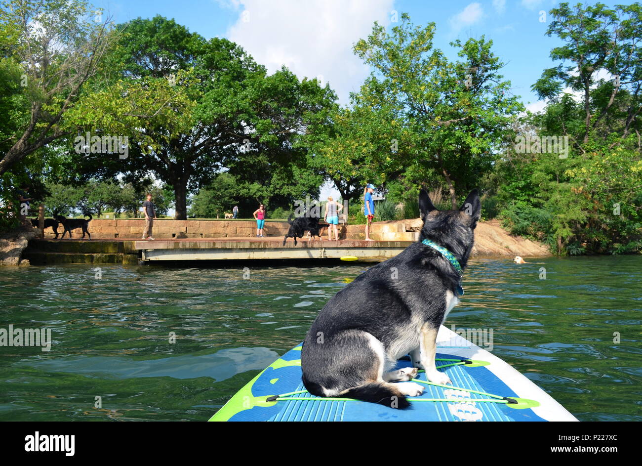 River, a Husky mix, watches another dog from a paddle board jump off a dock to catch a Frisbee on Ladybird Lake in Austin, Texas. Stock Photo