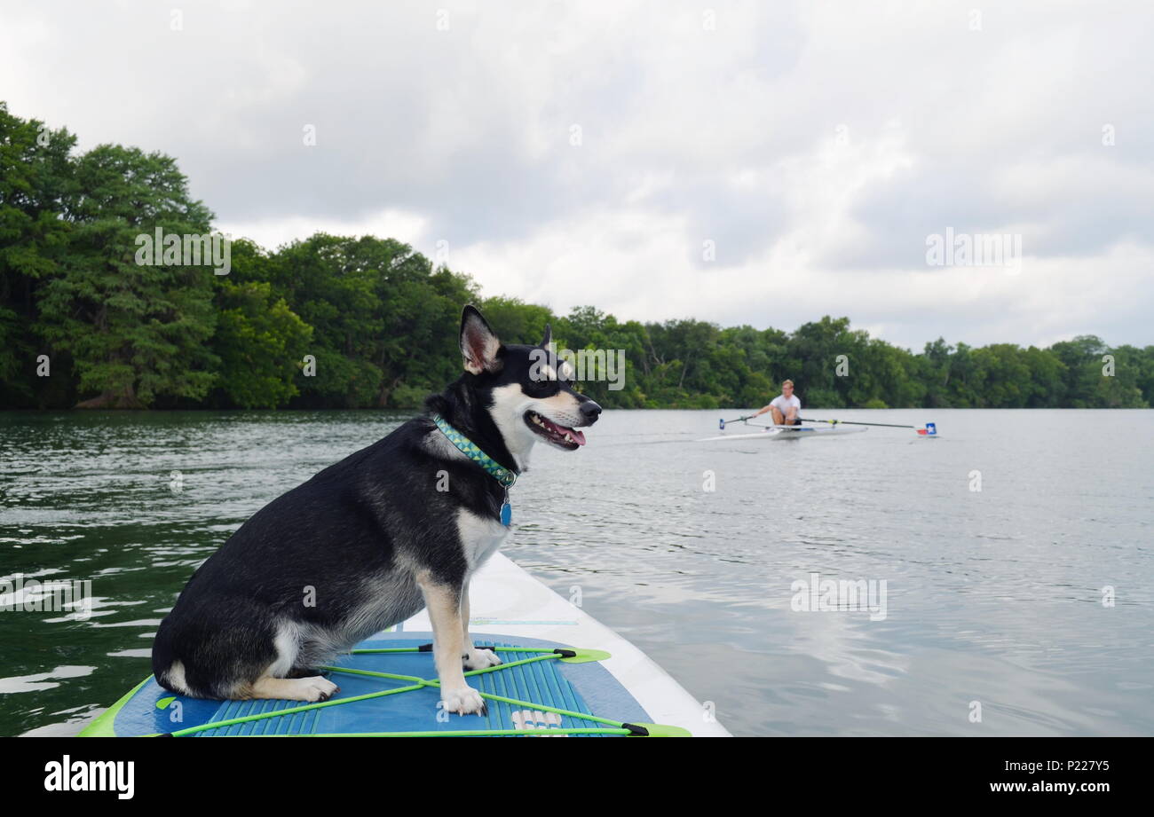 River, a Husky mix, watches a morning rower from a paddle board on Ladybird Lake in Austin, Texas. Stock Photo