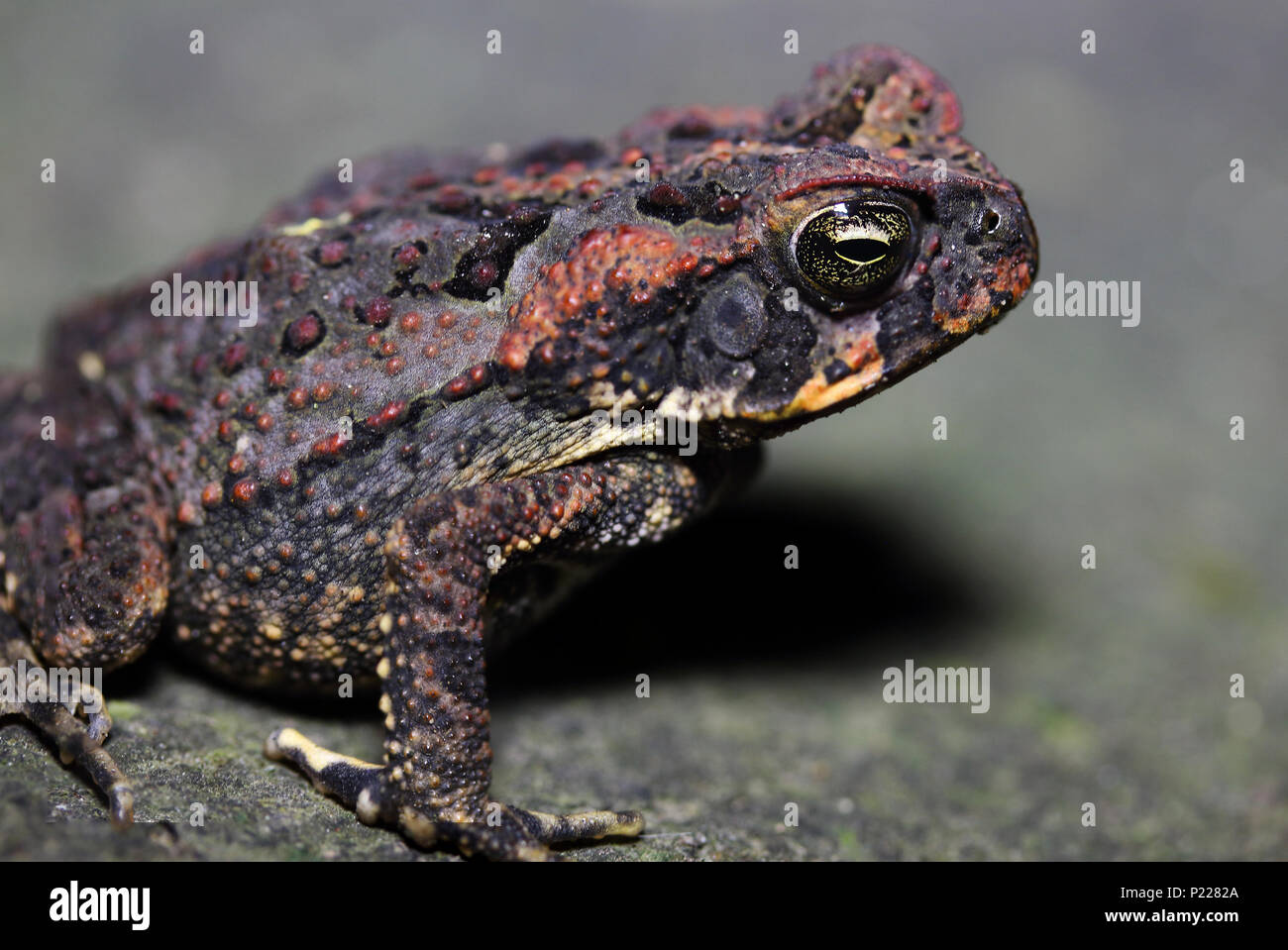 juvenile cane toad Stock Photo
