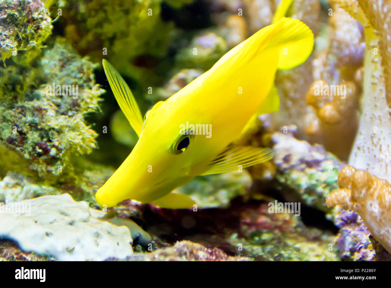 Photo of goldfish zebrasoma flavescens in zoo on aquarium bottom Stock Photo