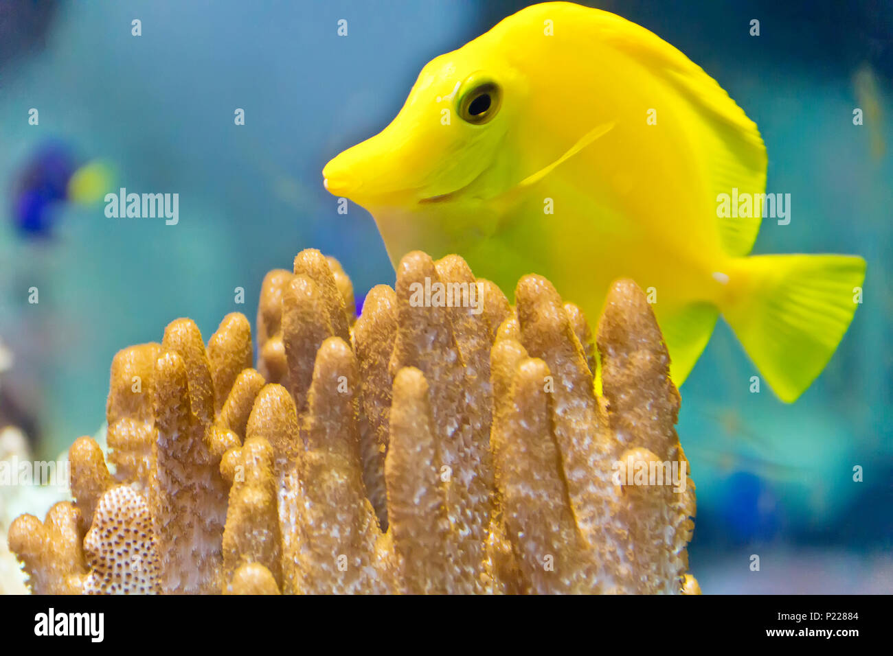 Photo of goldfish zebrasoma flavescens in zoo on aquarium bottom Stock Photo