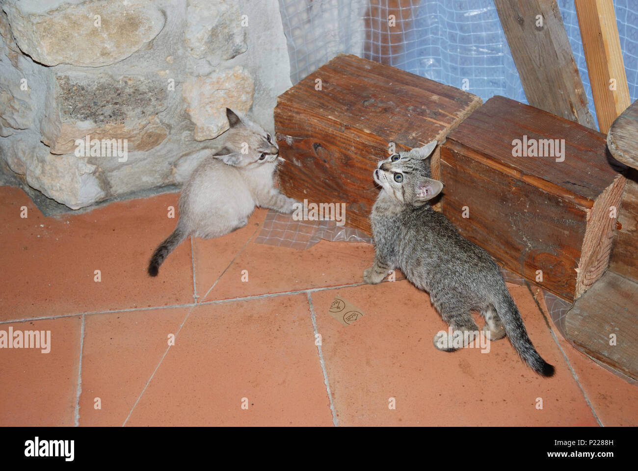 Two kittens. Stock Photo