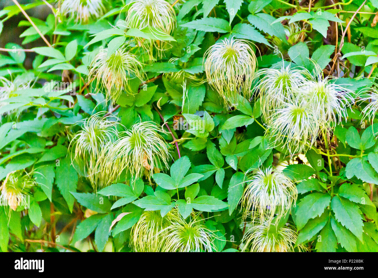 Horizontal photo of green clematis in the botanical garden Stock Photo