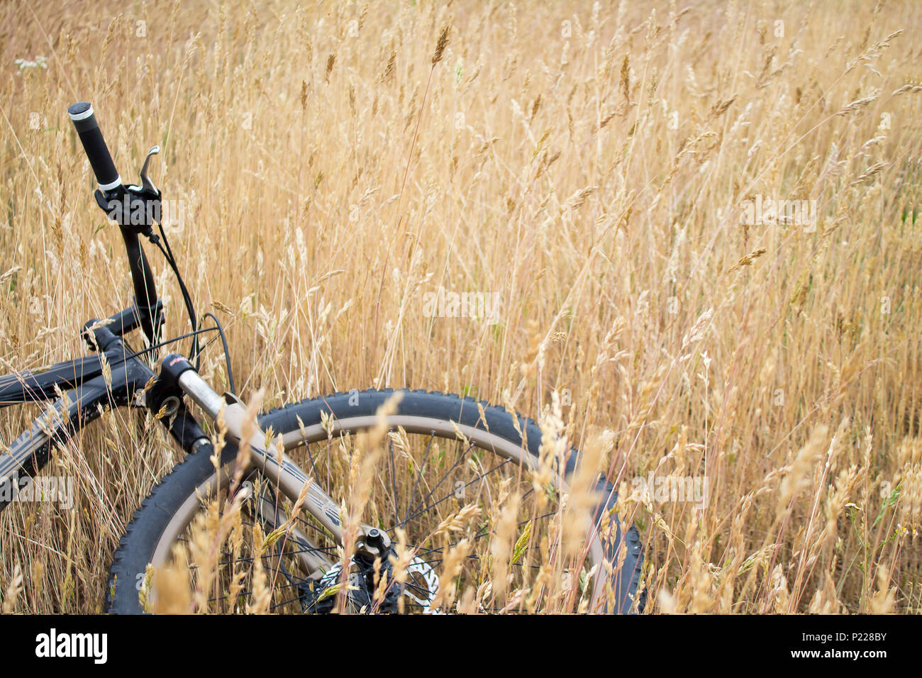 Photo of modern sport bicycle laying on summer dry grass field Stock Photo