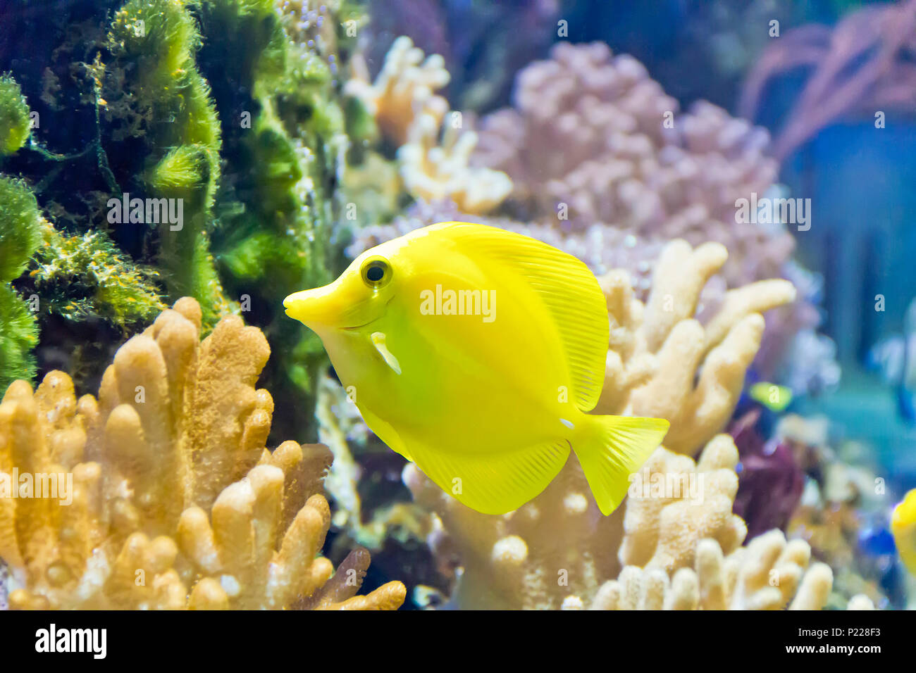 Photo of goldfish zebrasoma flavescens in zoo on aquarium bottom Stock Photo