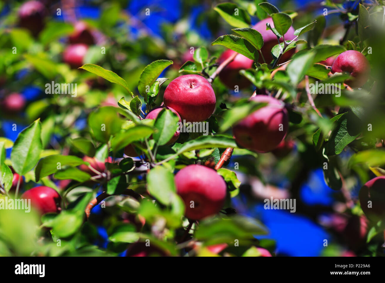 Red organic apples hanging from a tree branch in an autumn apple ...