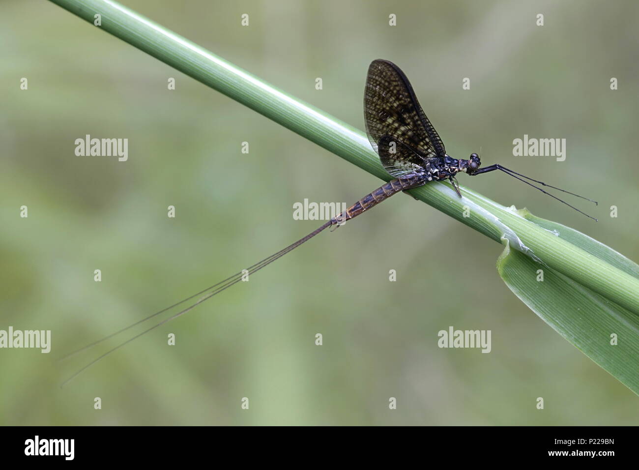 Common mayfly, also called shadly and fishfly, Ephemera vulgata Stock Photo