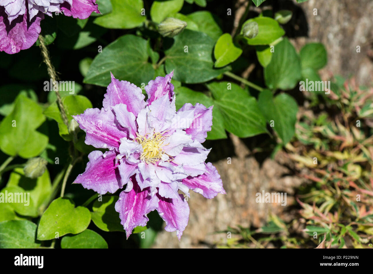 The double flowers of a Clematis 'Piilu' in early summer Stock Photo