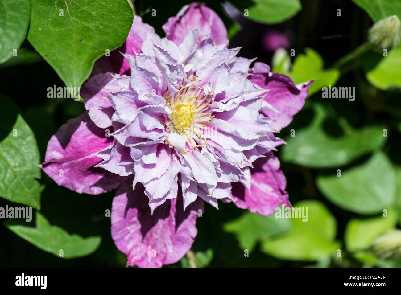 The double flowers of a Clematis 'Piilu' in early summer Stock Photo