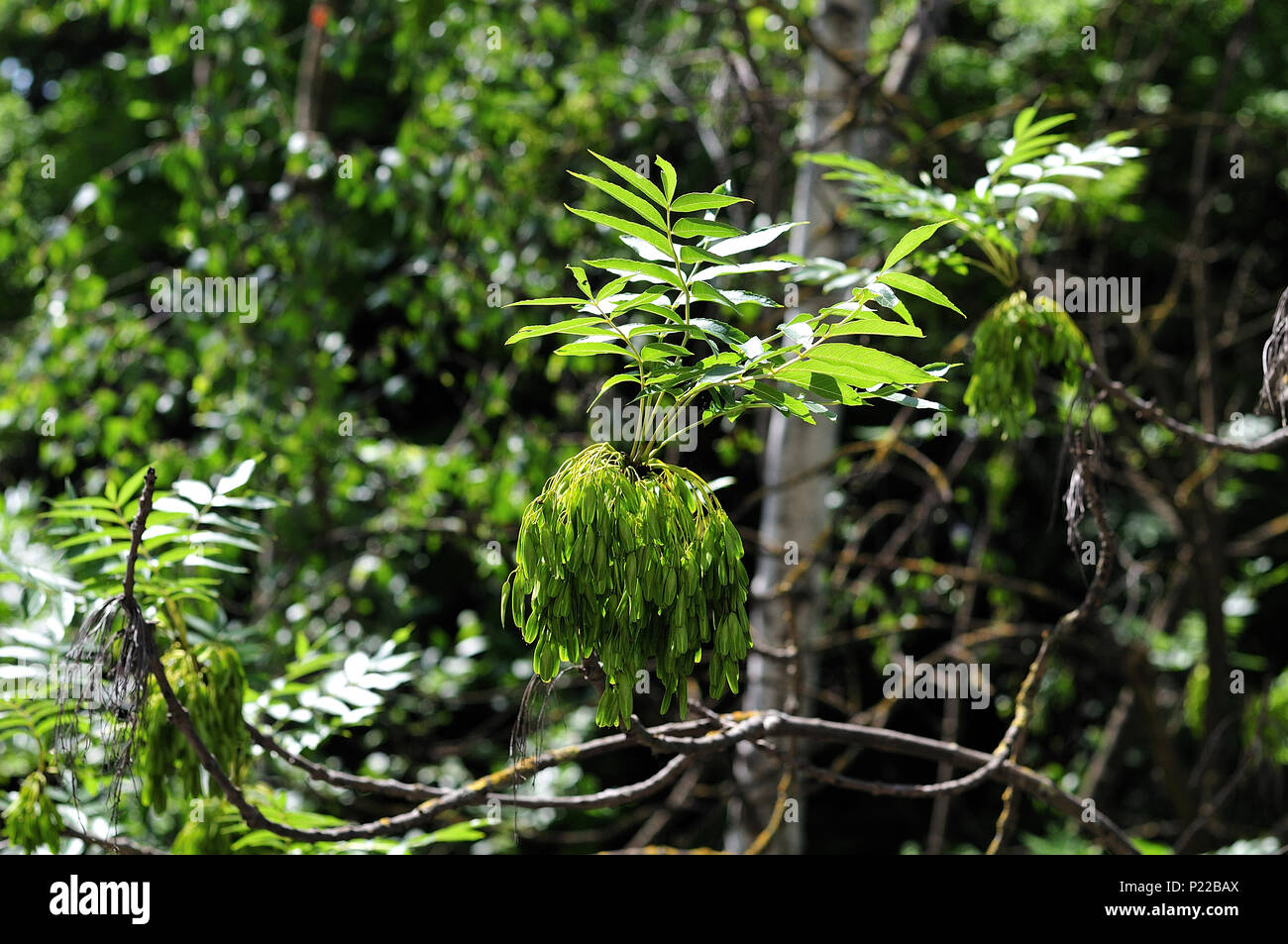 branches of fraxinus excelsior, the european ash, with pinnate leaves and green fruits Stock Photo