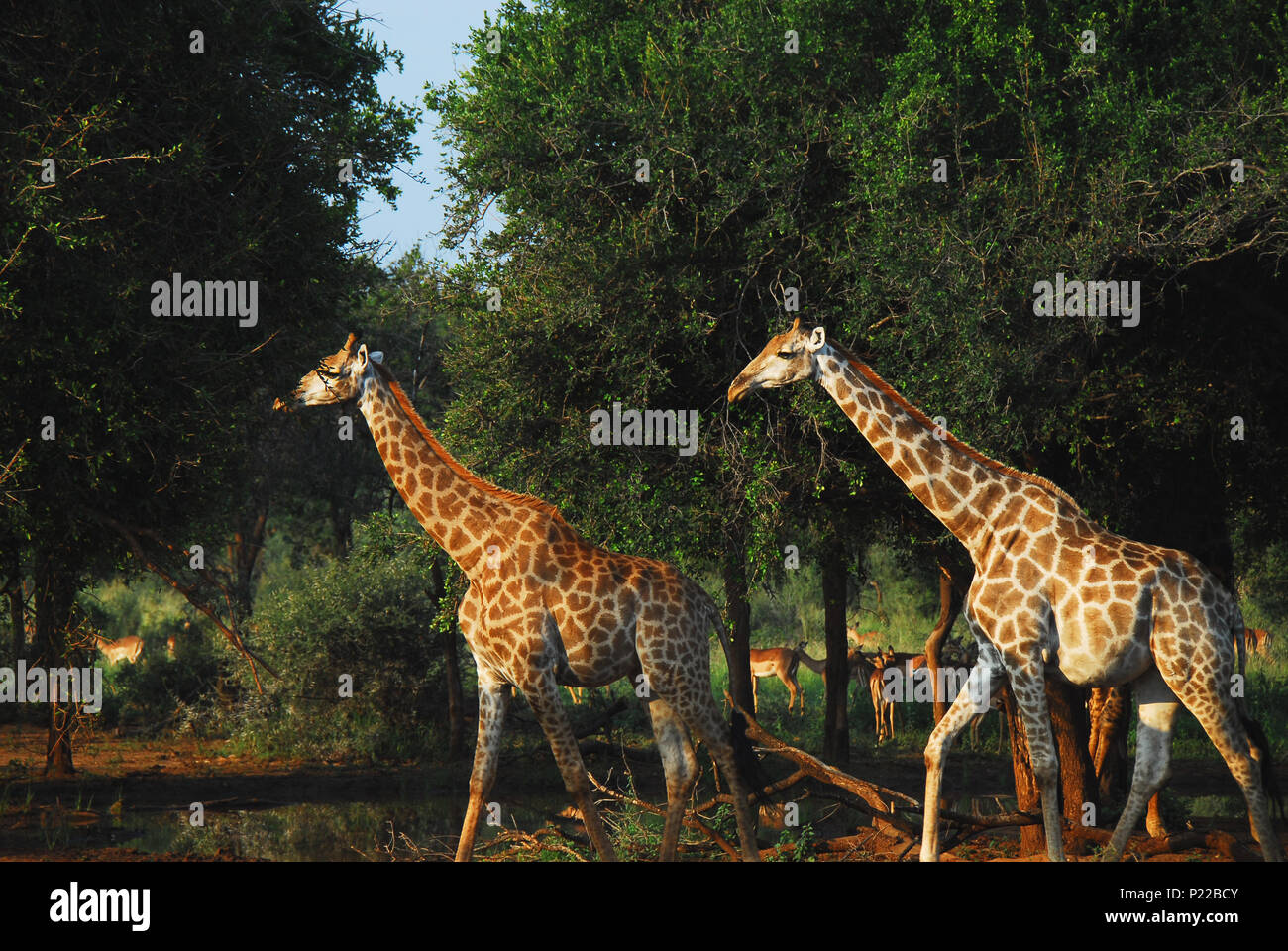 During a safari in South Africa, a tower of Giraffes were feeding among antelopes in the bush.  The female of this mated pair is pregnant.. Stock Photo