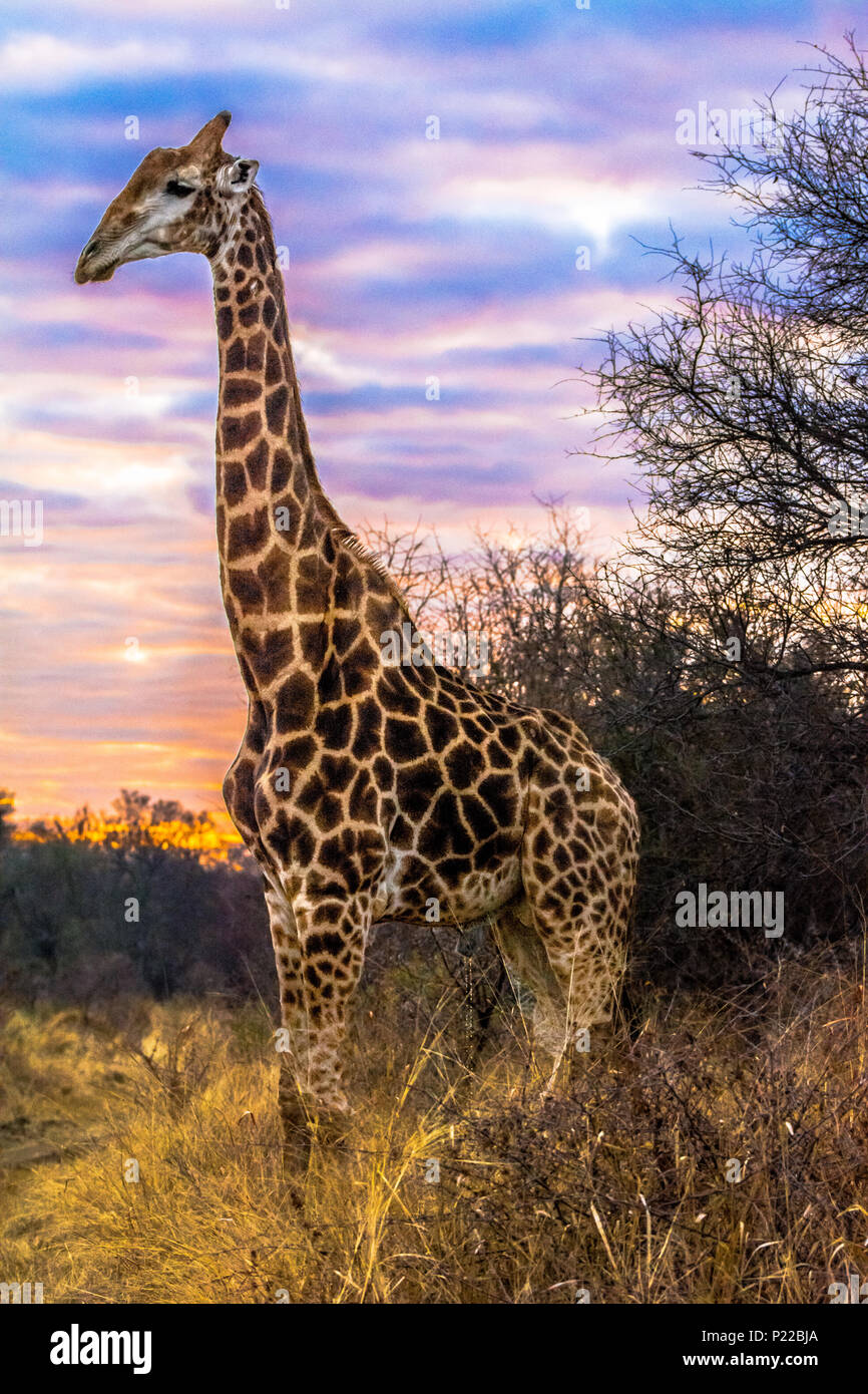 giraffe in front of colourful sunrise Stock Photo