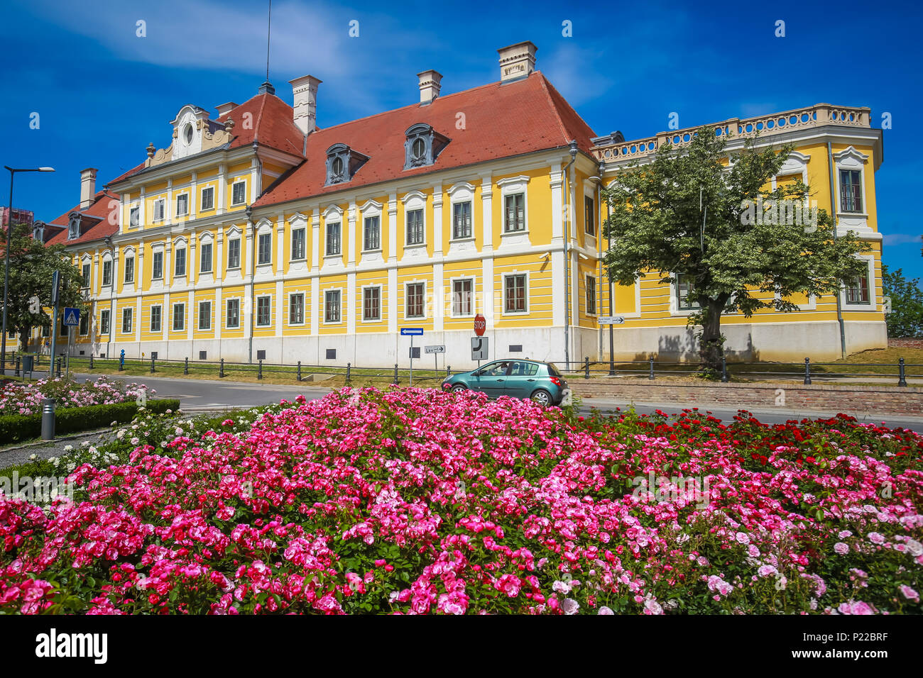 A view of the pink flowers with the City museum located in the Eltz castle in Vukovar, Croatia. Stock Photo