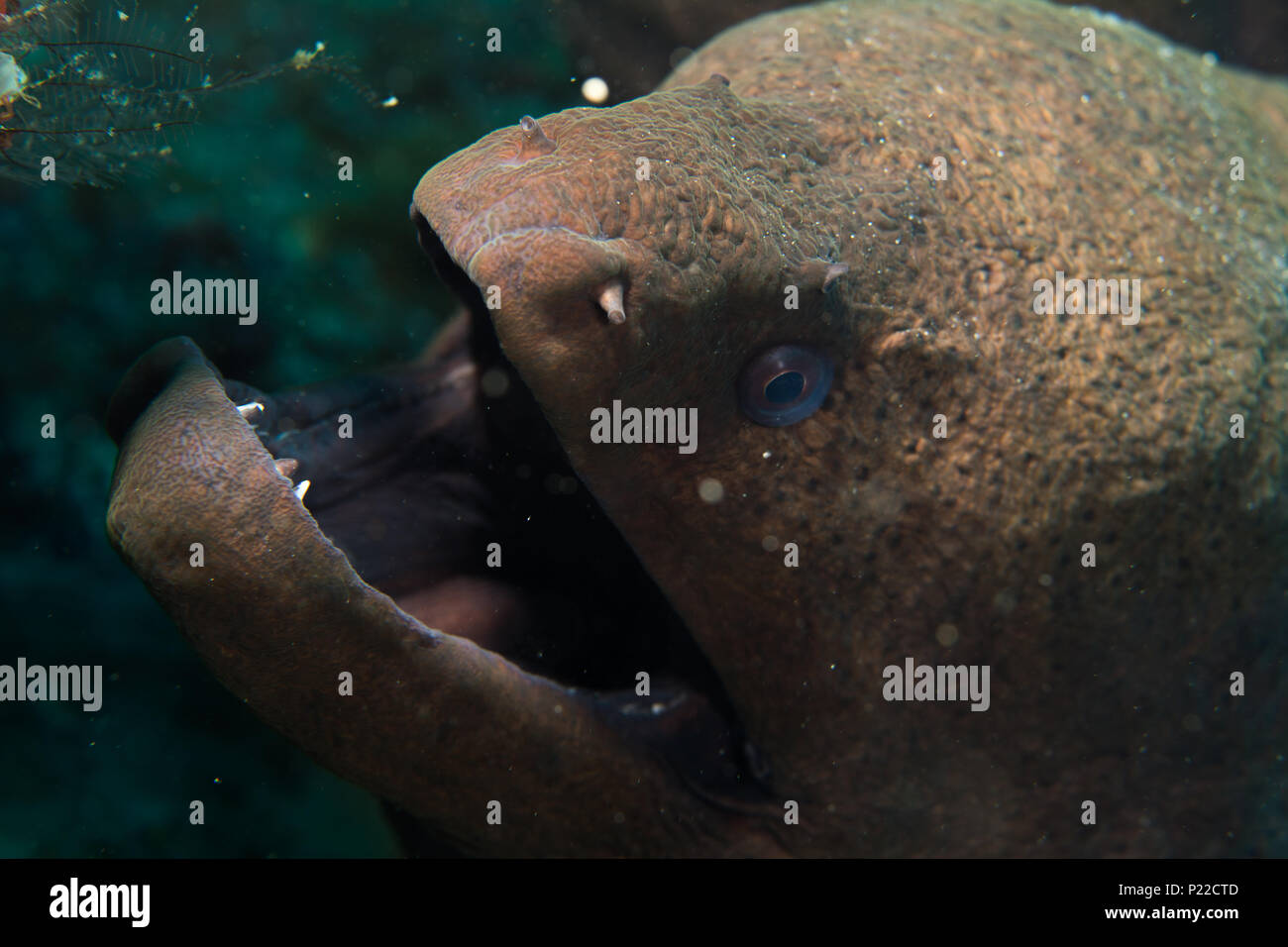 moray eel with mouth open Stock Photo