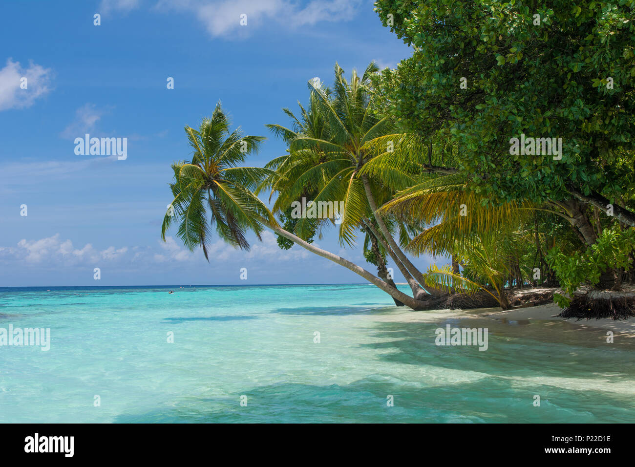 tropical beach island palm trees maldives Stock Photo - Alamy