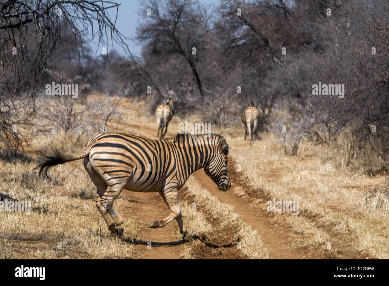 herd of zebra crossing path on safari Stock Photo