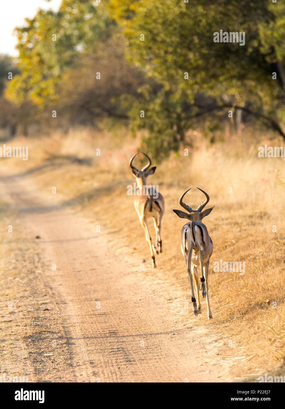 Two impala antelopes run beside a dirt track on safari in south africa Stock Photo
