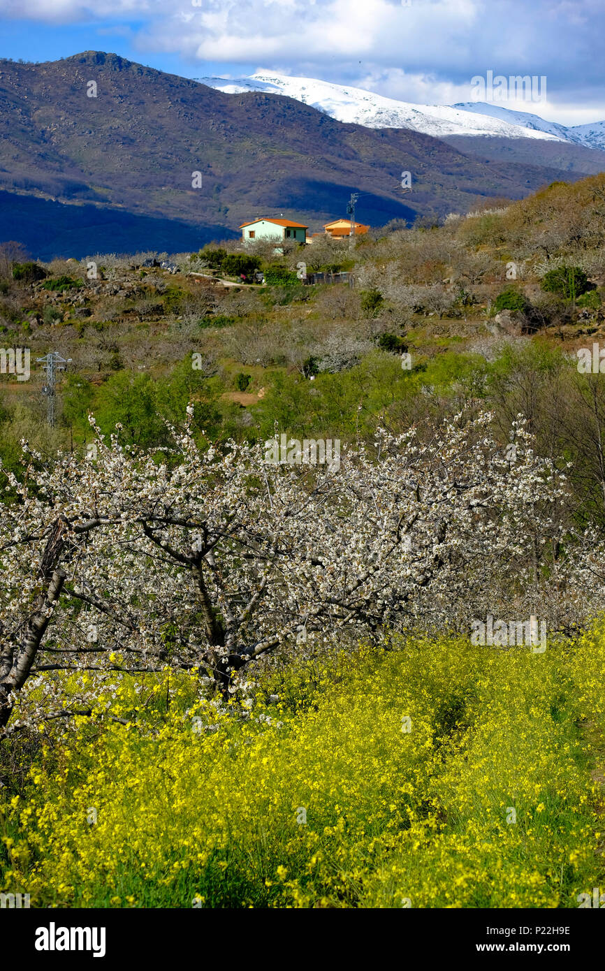Jerte Valley Hi res Stock Photography And Images Alamy jerte-valley-hi-res-stock-photography-and-images-alamy