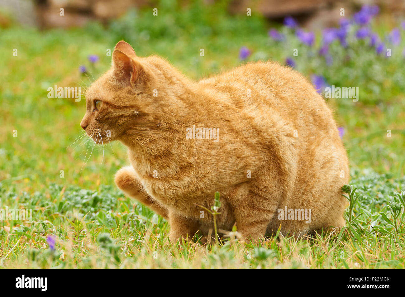 Ginger domestic cat (Felis silvestris catus) in a green grass field with flowers (Formentera, Balearic Islands, Spain) Stock Photo