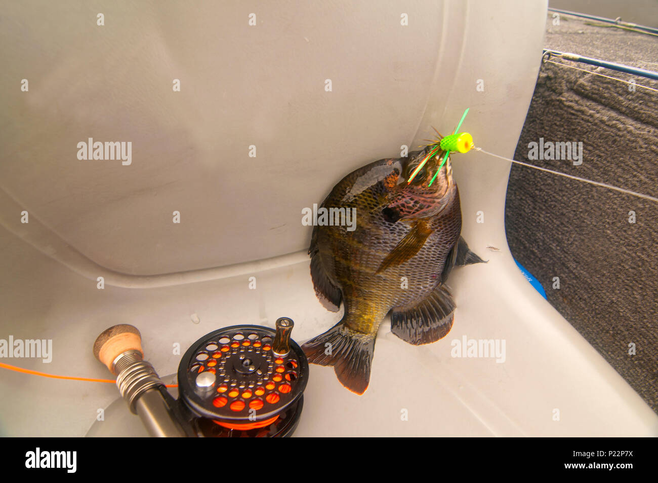 Lake Okeechobee is one of the top fly fishing lakes in the U.S