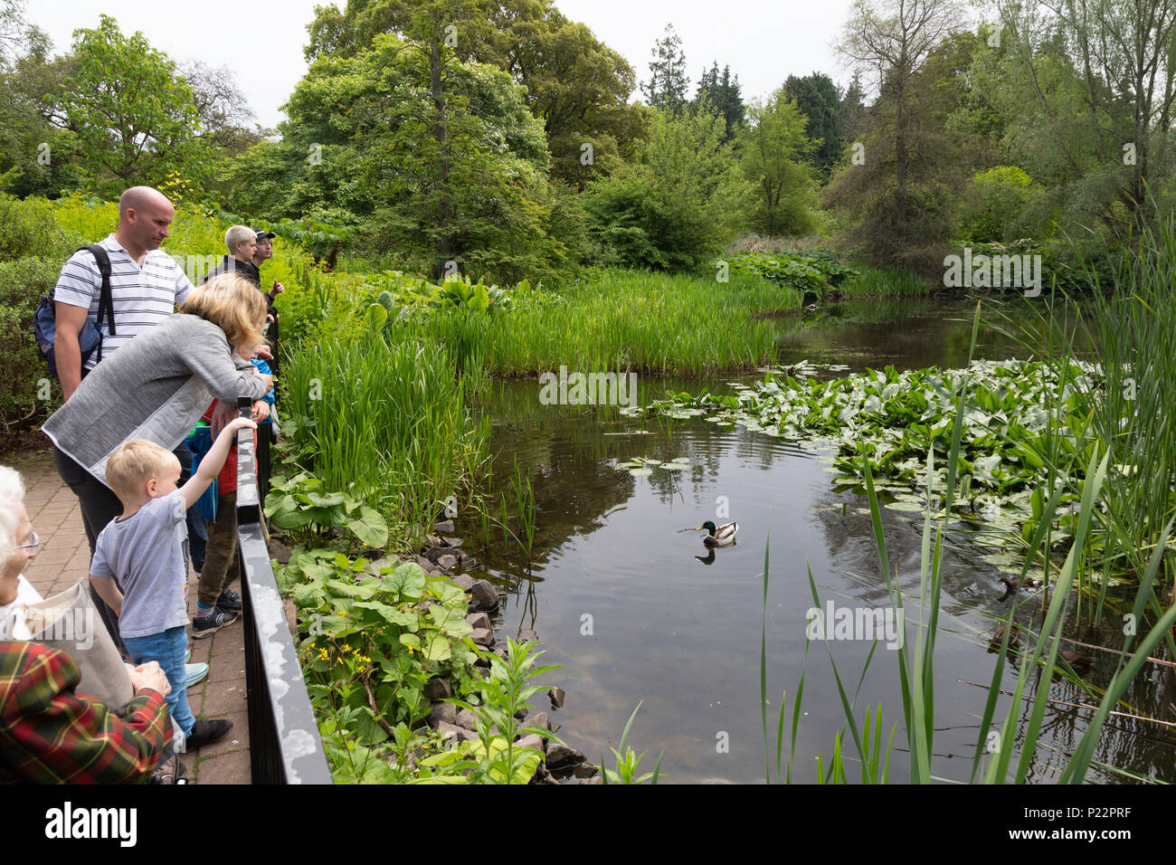 Adults and children at the ponds in the Royal Botanic Garden, Edinburgh