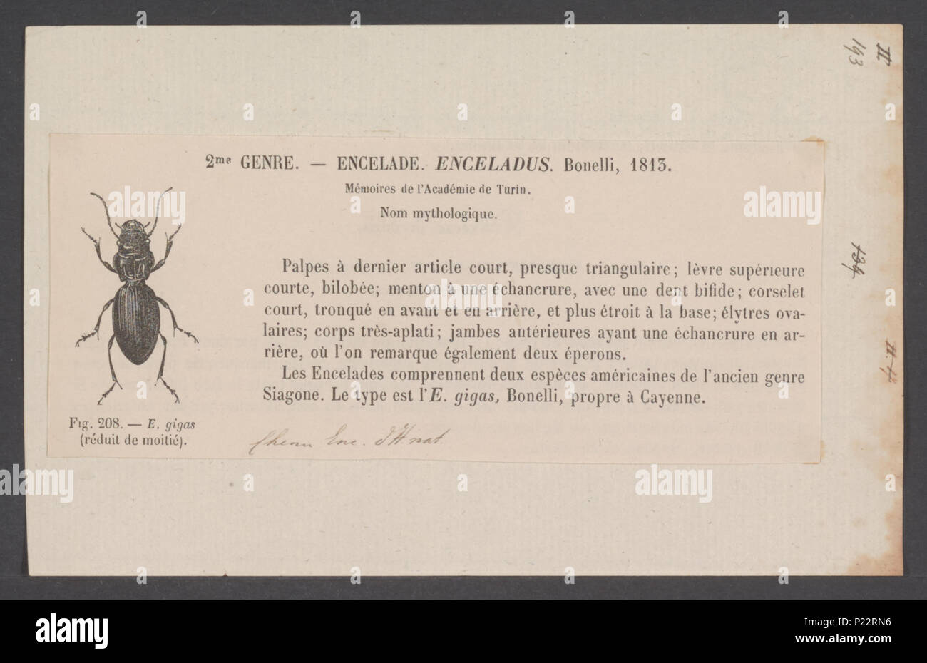 . Enceladus  117 Enceladus - Print - Iconographia Zoologica - Special Collections University of Amsterdam - UBAINV0274 010 13 0010 Stock Photo
