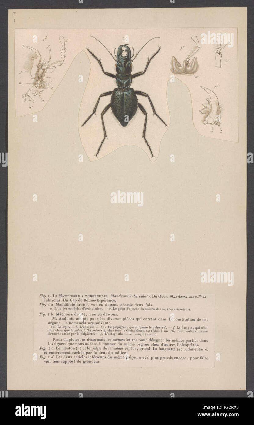. Mantichora  181 Mantichora - Print - Iconographia Zoologica - Special Collections University of Amsterdam - UBAINV0274 001 01 0002 Stock Photo
