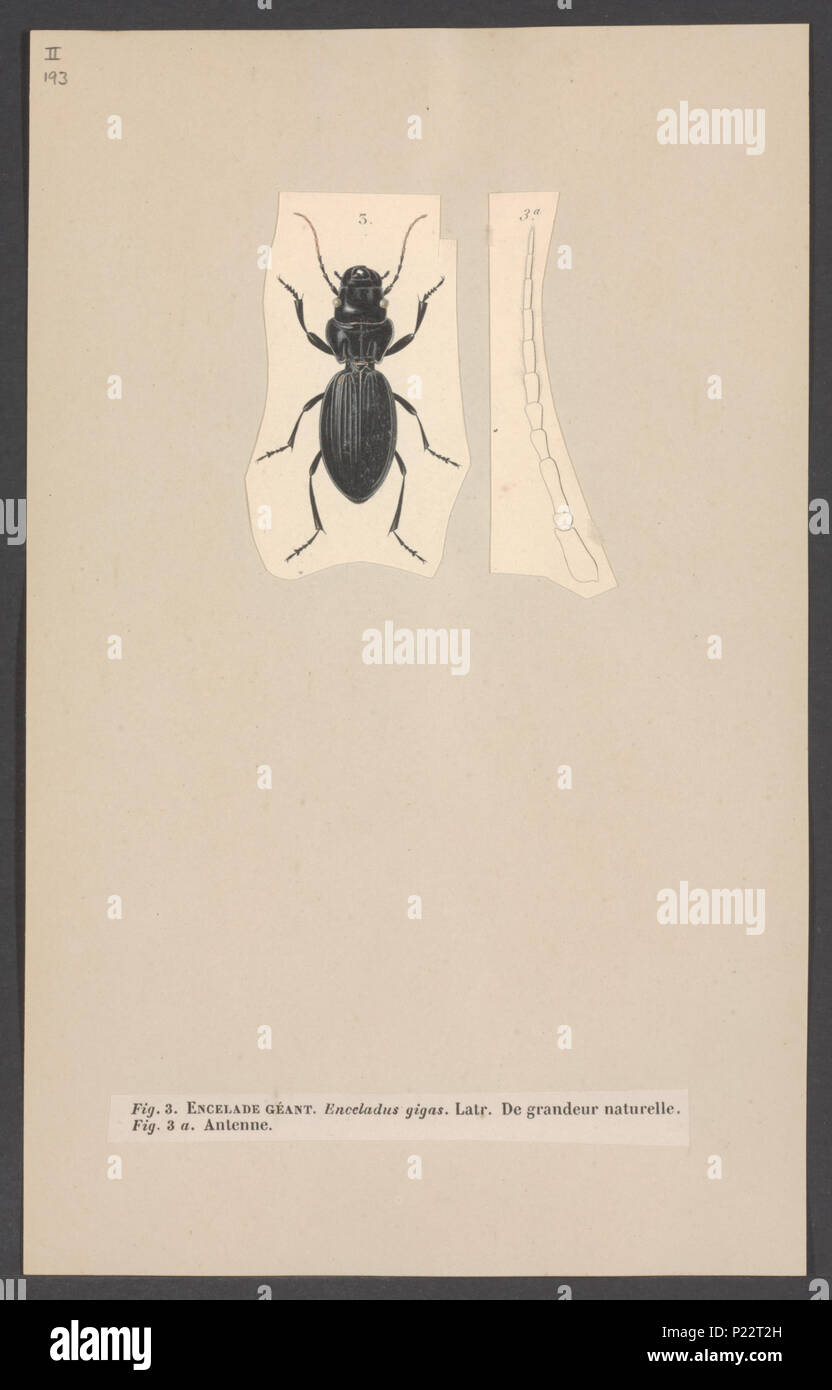 . Enceladus  117 Enceladus - Print - Iconographia Zoologica - Special Collections University of Amsterdam - UBAINV0274 001 01 0039 Stock Photo