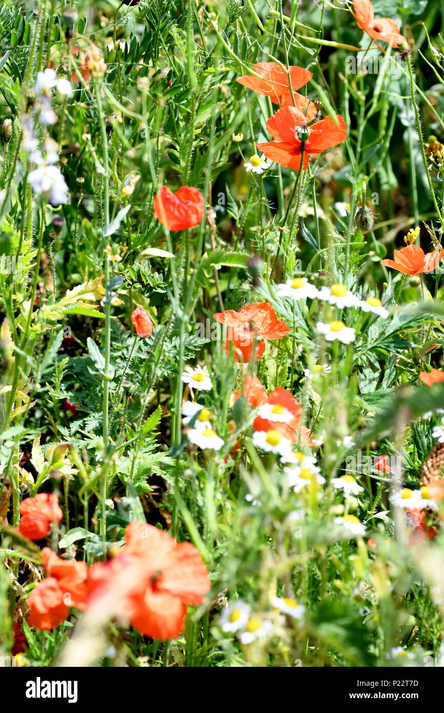 Mixed wildflower field hi-res stock photography and images - Alamy