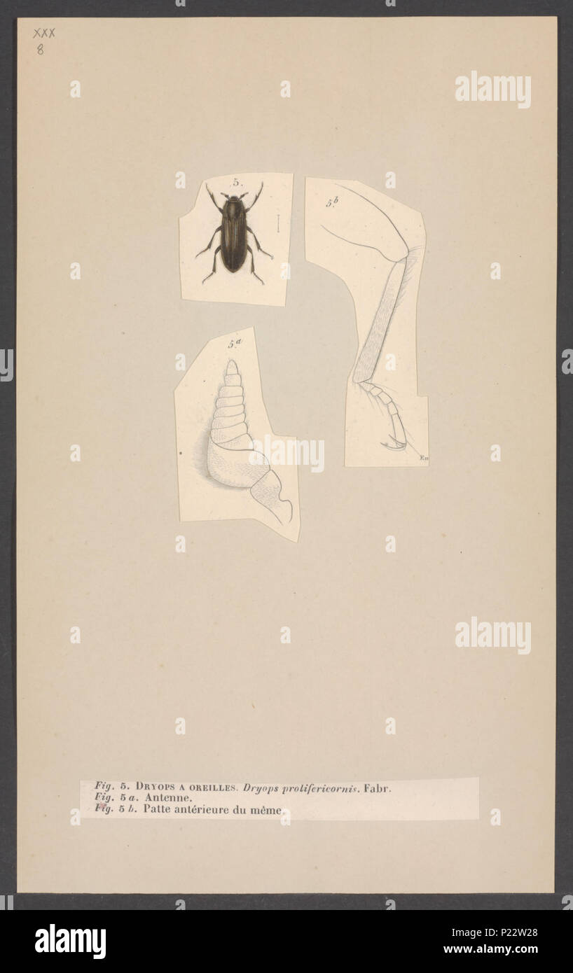 . Dryops 112 Dryops - Print - Iconographia Zoologica - Special ...