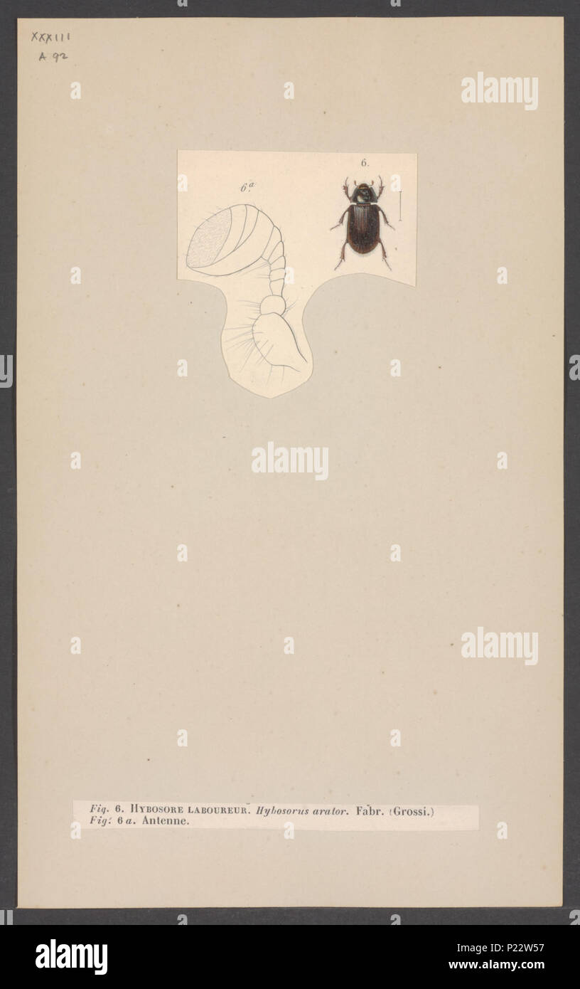 . Hybosorus 153 Hybosorus - Print - Iconographia Zoologica - Special ...