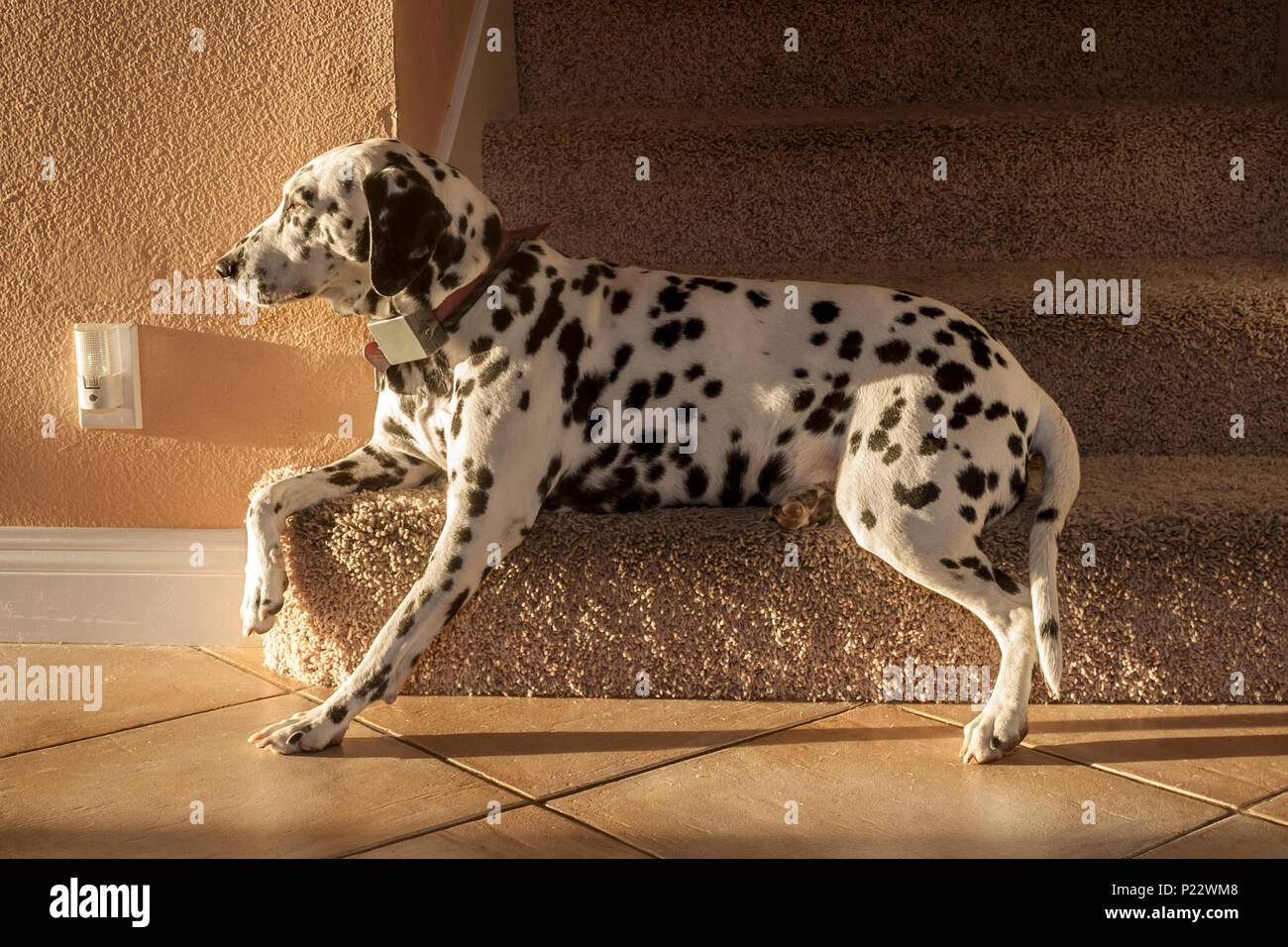 Series of 6 images Dalmatian dog resting on step carpeted stairway favorite place spot at home pet animal   MR  © Myrleen Pearson.  ....Ferguson Cate Stock Photo
