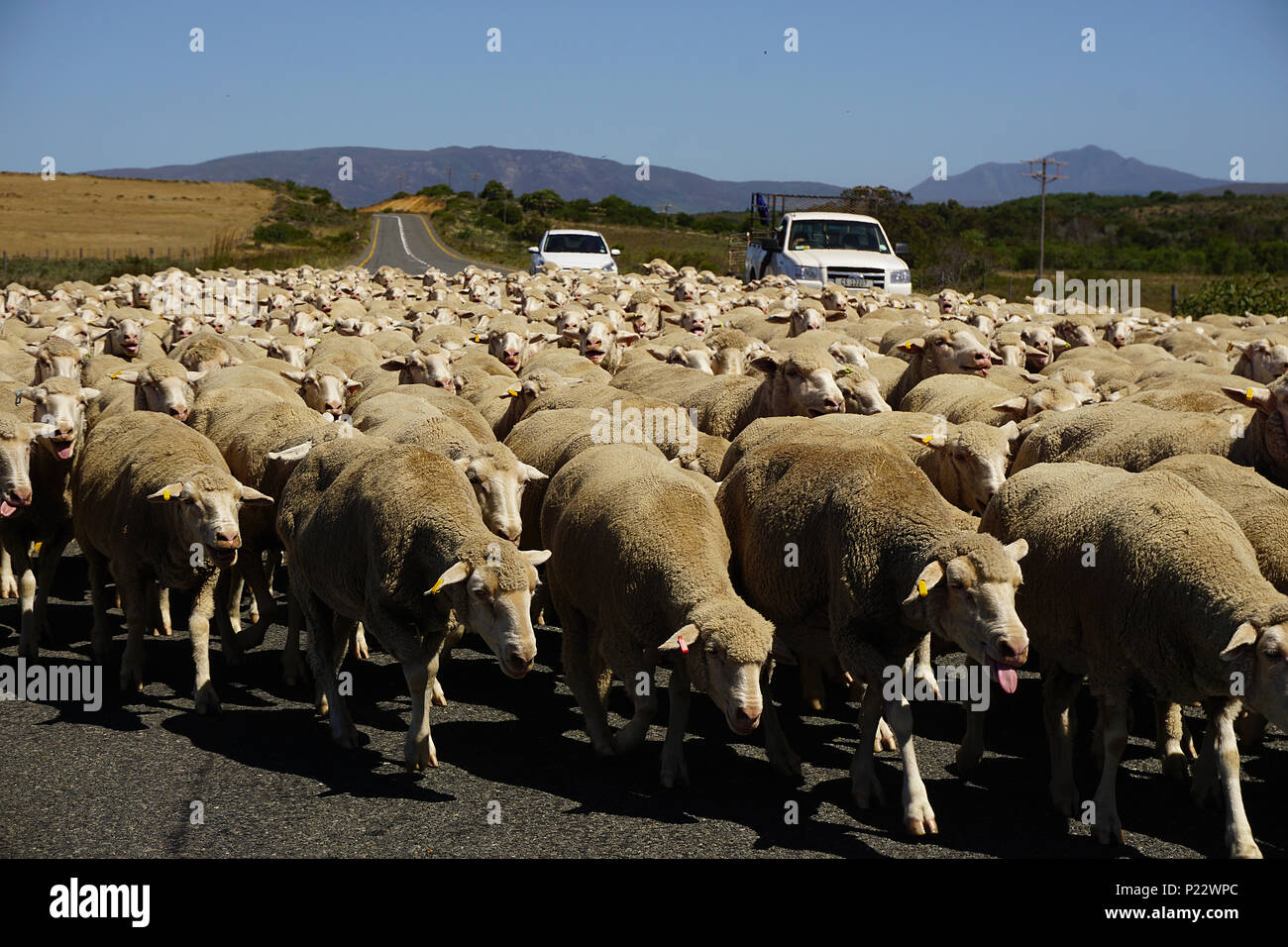Sheep on a road in south africa near cape town Stock Photo Alamy