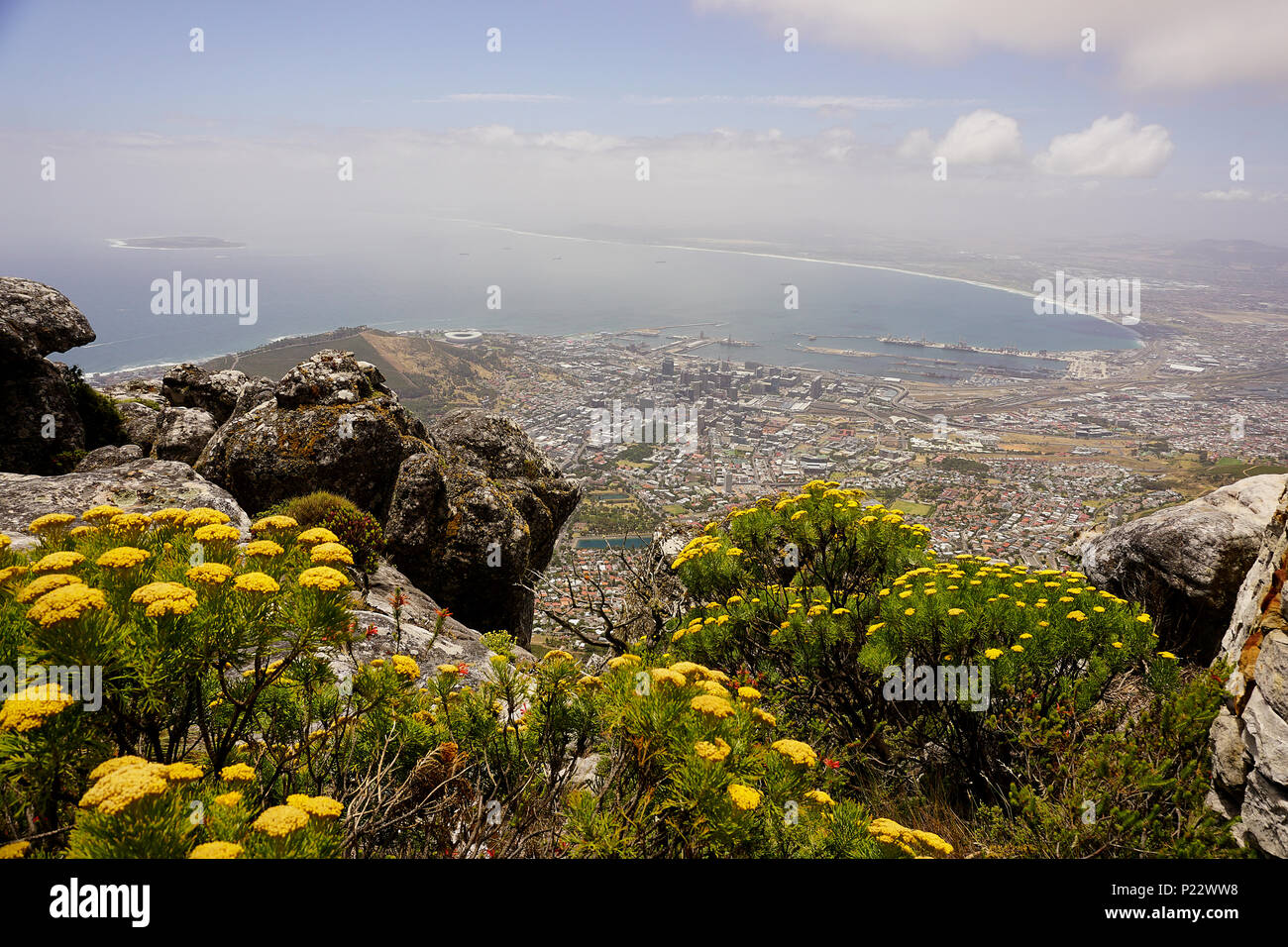 Yellow Flowers on the Table mountain near Cape Town Stock Photo