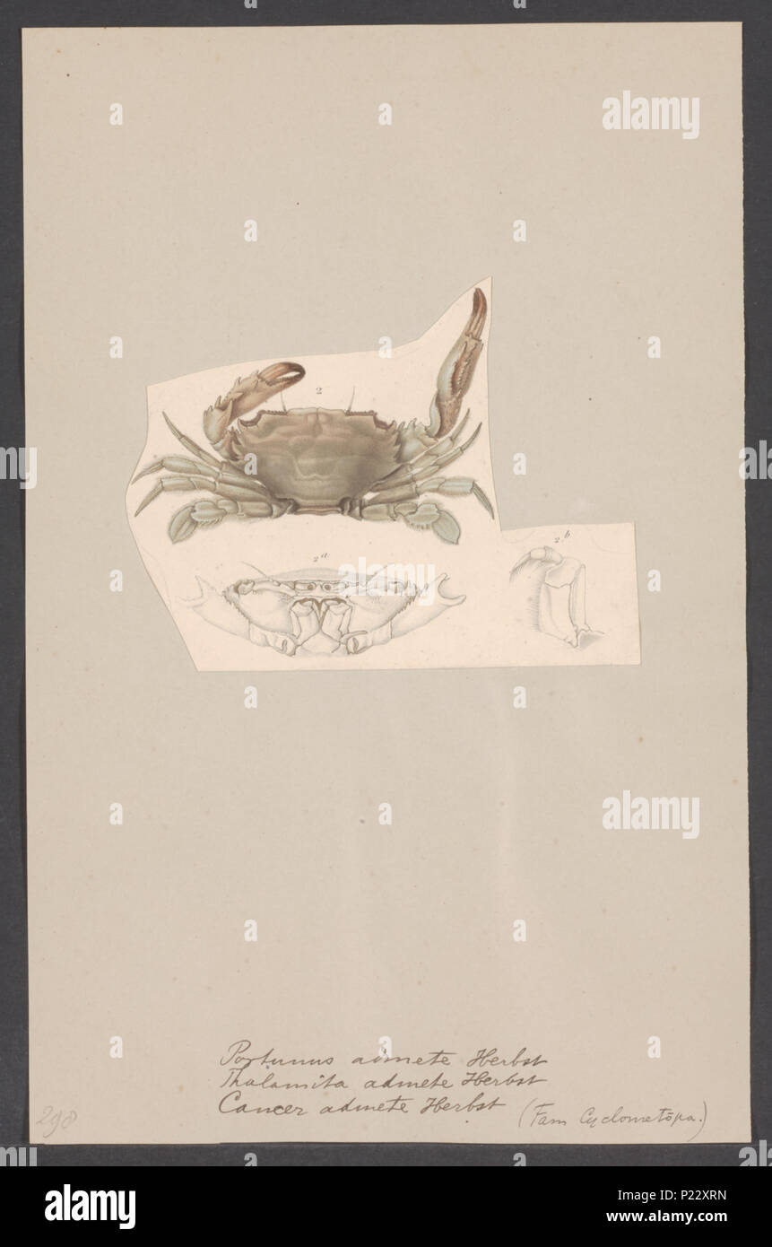 . Thalamita admete  232 Portunus admete - - Print - Iconographia Zoologica - Special Collections University of Amsterdam - UBAINV0274 006 01 0044 Stock Photo