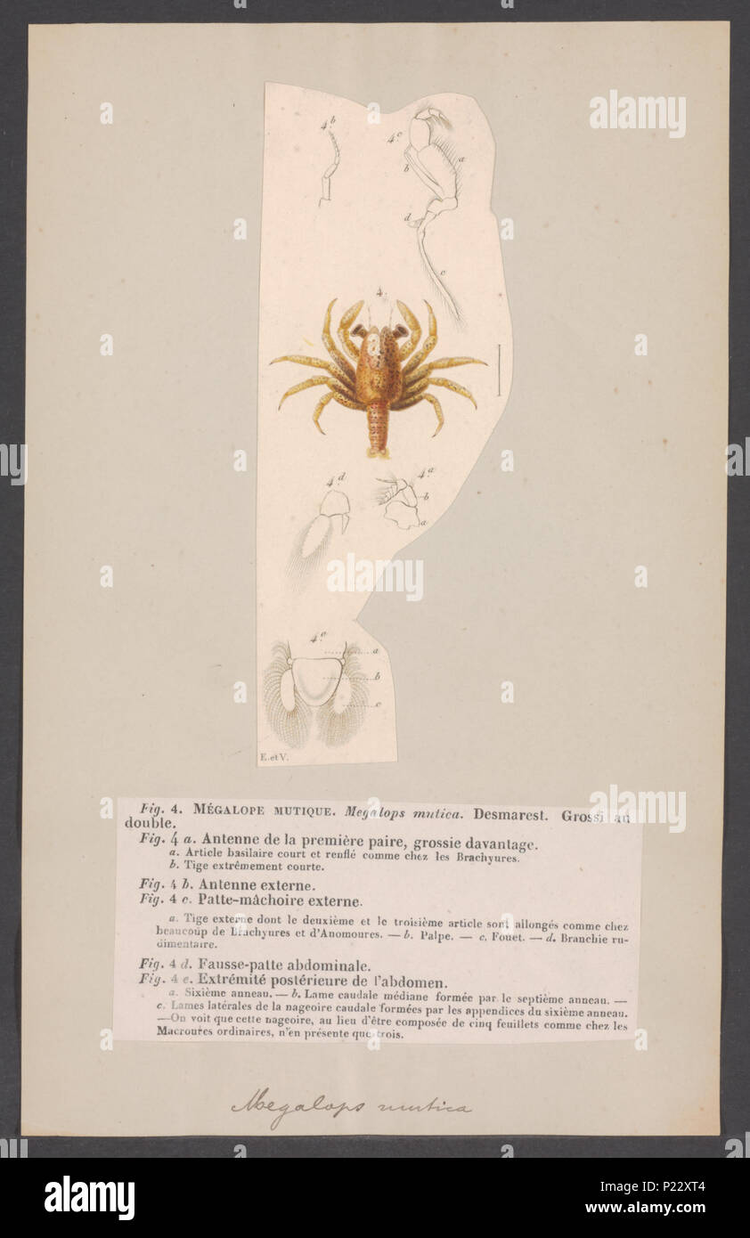 . Megalops mutica  191 Megalops mutica - - Print - Iconographia Zoologica - Special Collections University of Amsterdam - UBAINV0274 006 01 0052 Stock Photo