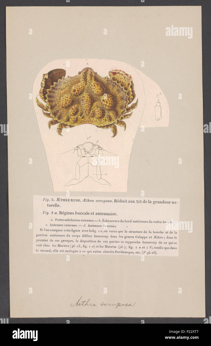 10 Aethra scruposa - - Print - Iconographia Zoologica - Special Collections University of Amsterdam - UBAINV0274 006 01 0055 Stock Photo