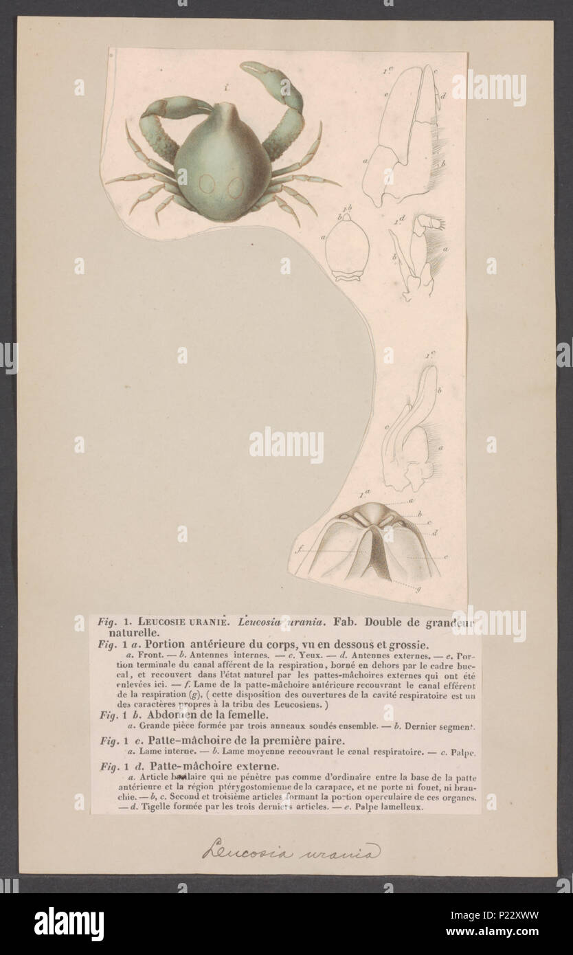 . Coleusia urania syn. Leucosia urania  175 Leucosia urania - - Print - Iconographia Zoologica - Special Collections University of Amsterdam - UBAINV0274 006 01 0087 Stock Photo