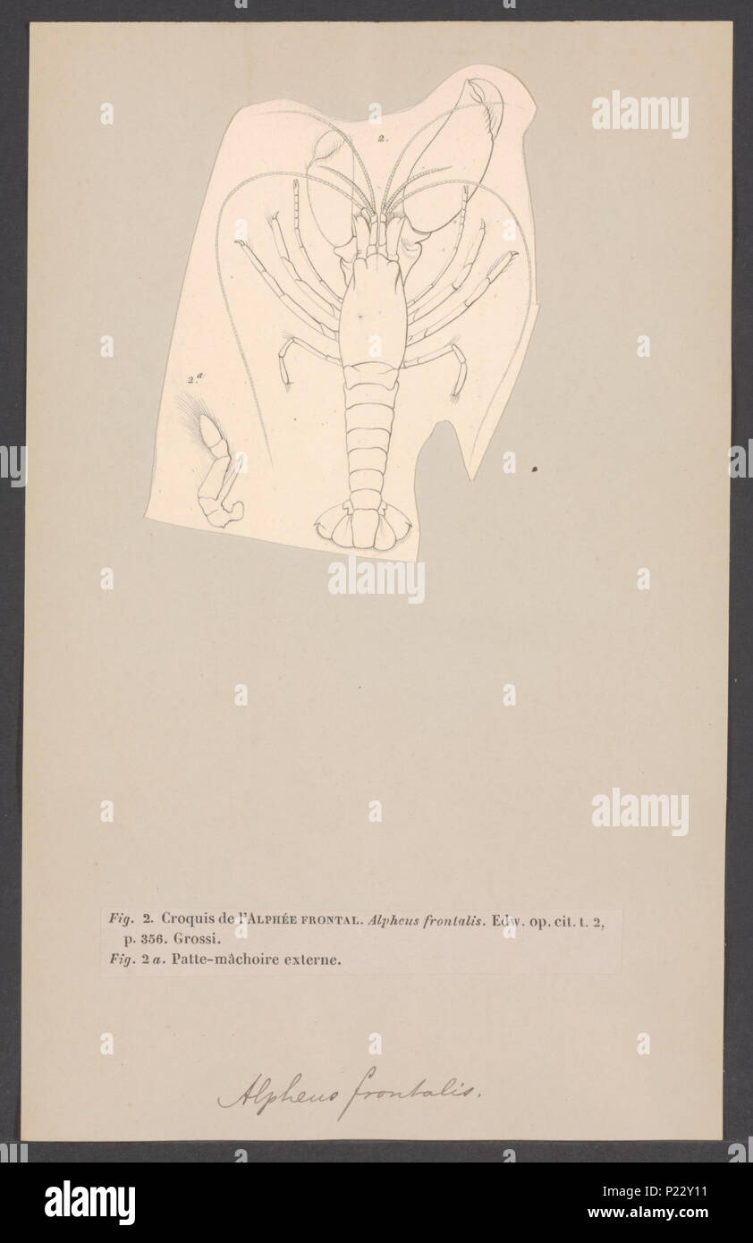 . Alpheus frontalis  15 Alpheus frontalis - - Print - Iconographia Zoologica - Special Collections University of Amsterdam - UBAINV0274 006 02 0040 Stock Photo