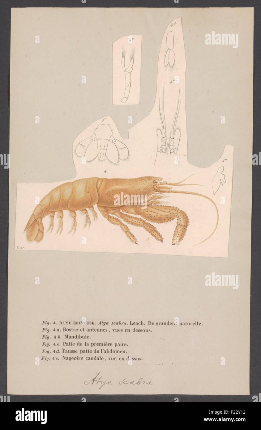 . Atya scabra  24 Atya scabra - - Print - Iconographia Zoologica - Special Collections University of Amsterdam - UBAINV0274 006 02 0041 Stock Photo