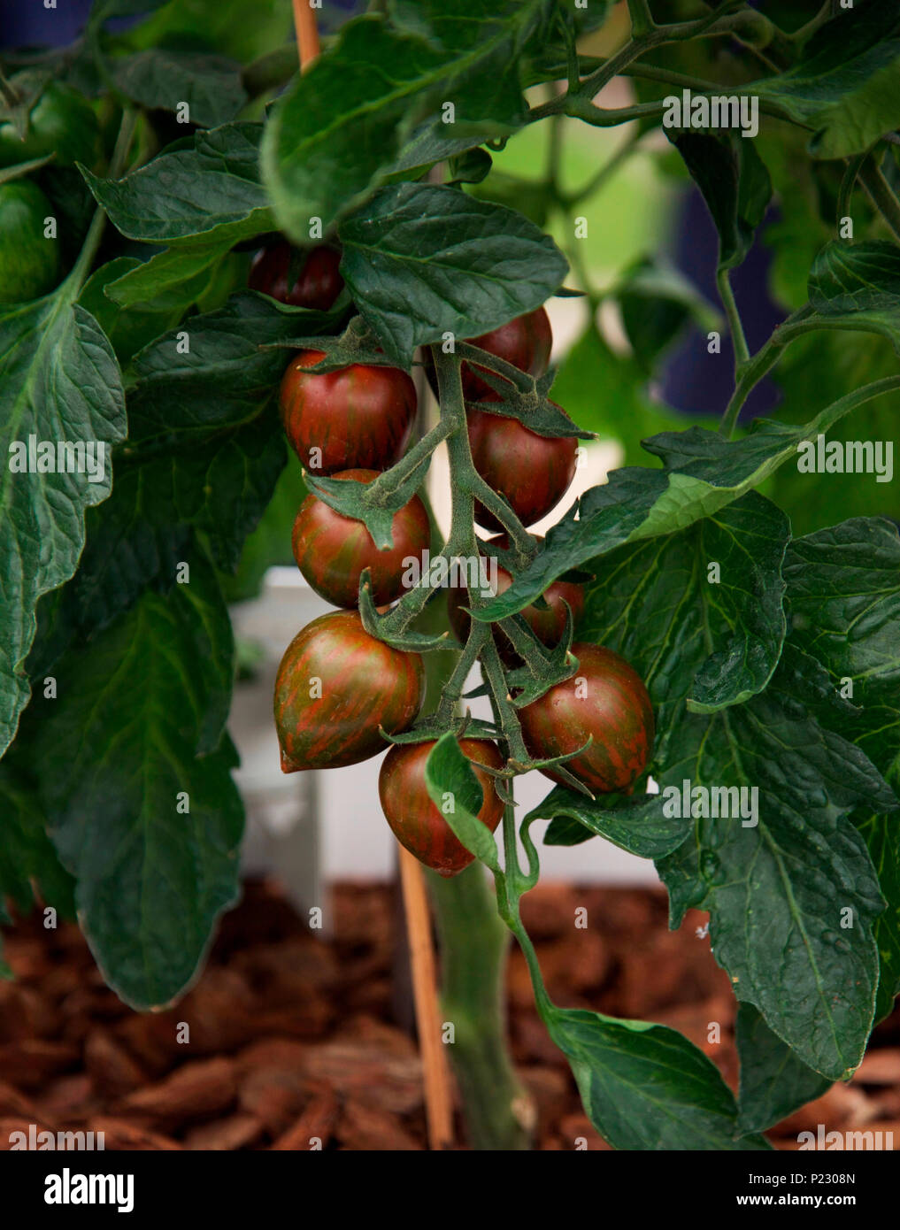 Tomato Rugby, short listed for Plant of the Year, RHS Chelsea Flower Show 2018 Stock Photo