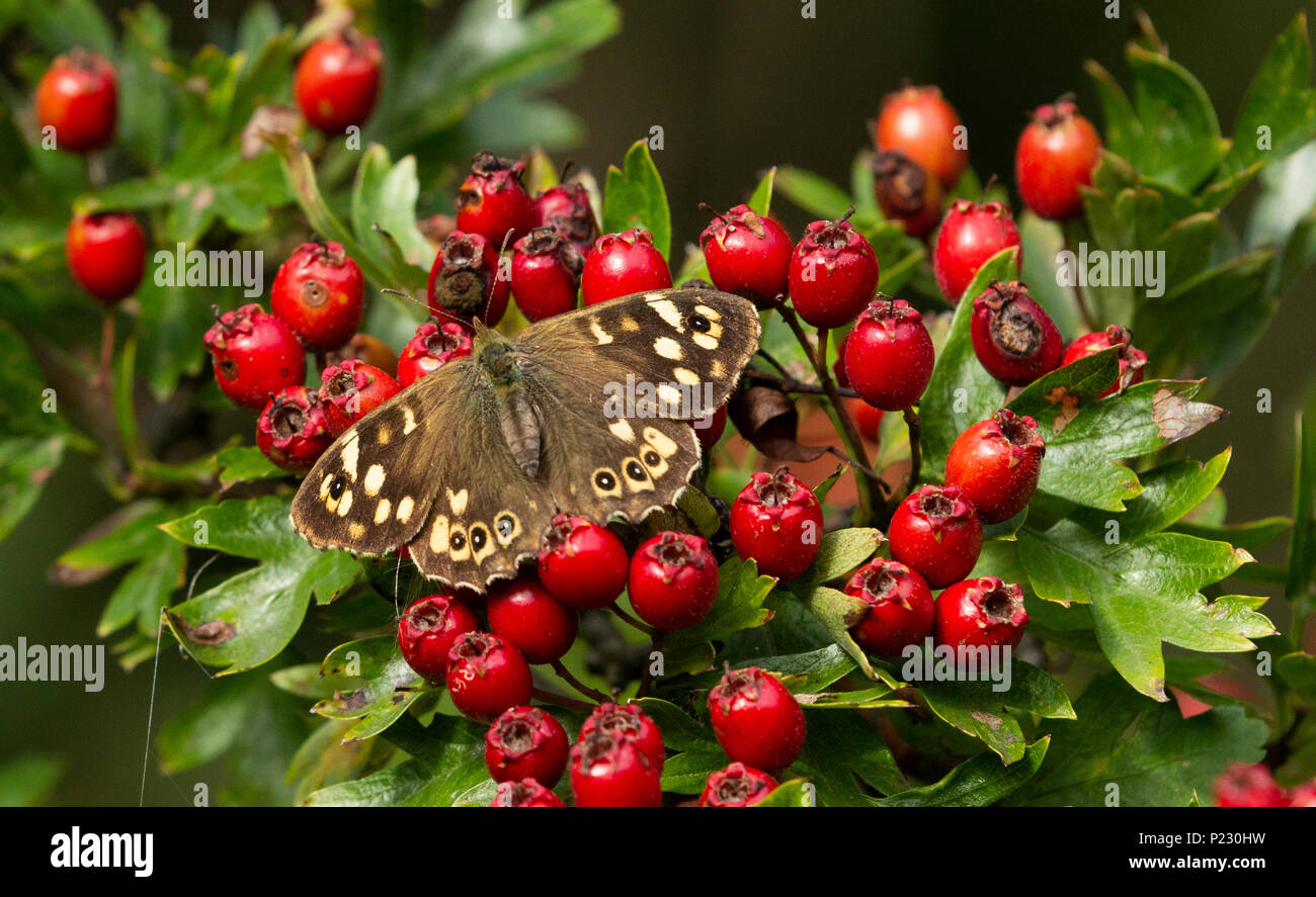Speckled wood butterfly (UK) on hawthorn berries. Stock Photo
