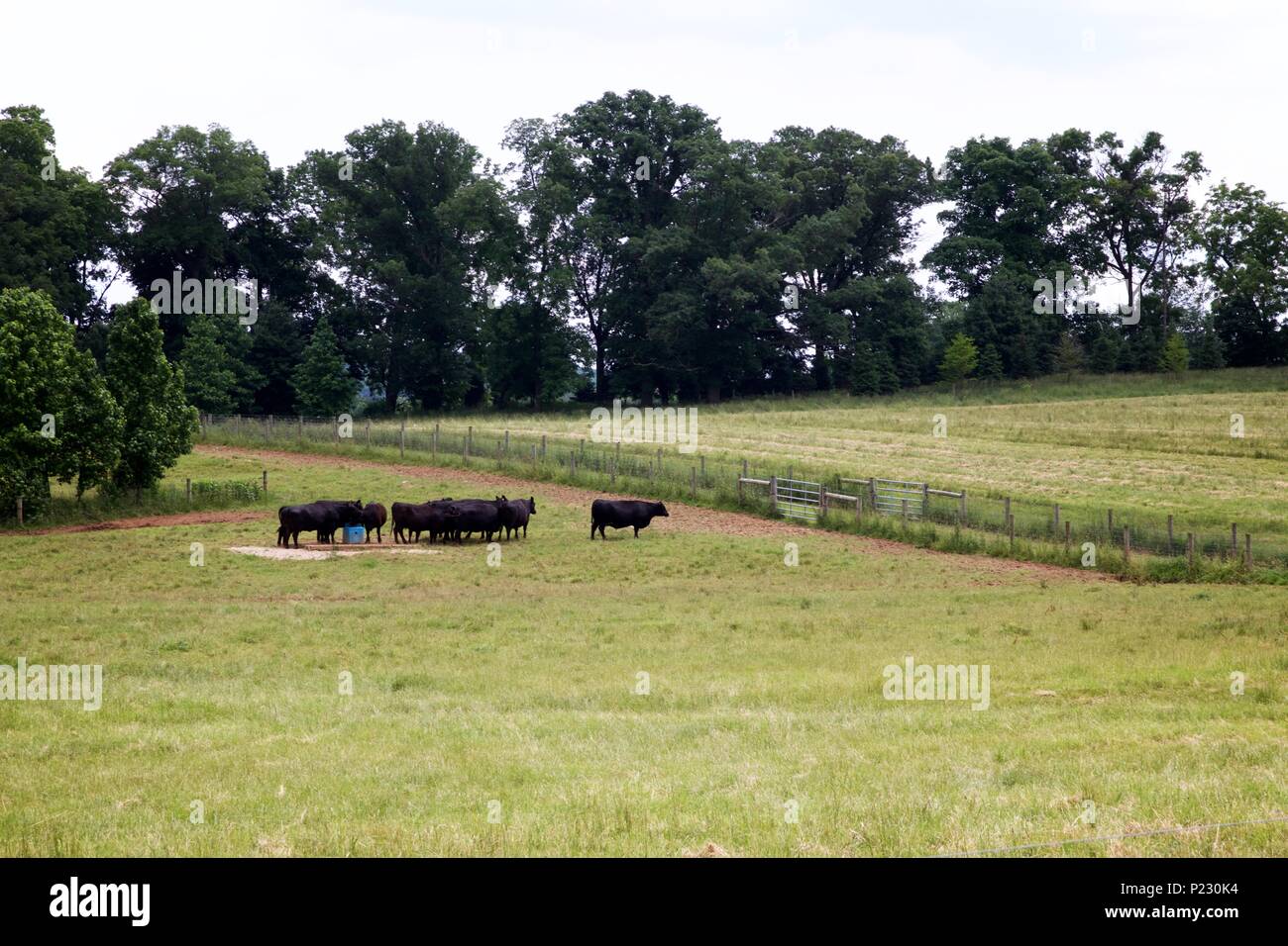 Black Angus cattle feed in an open pasture Stock Photo Alamy