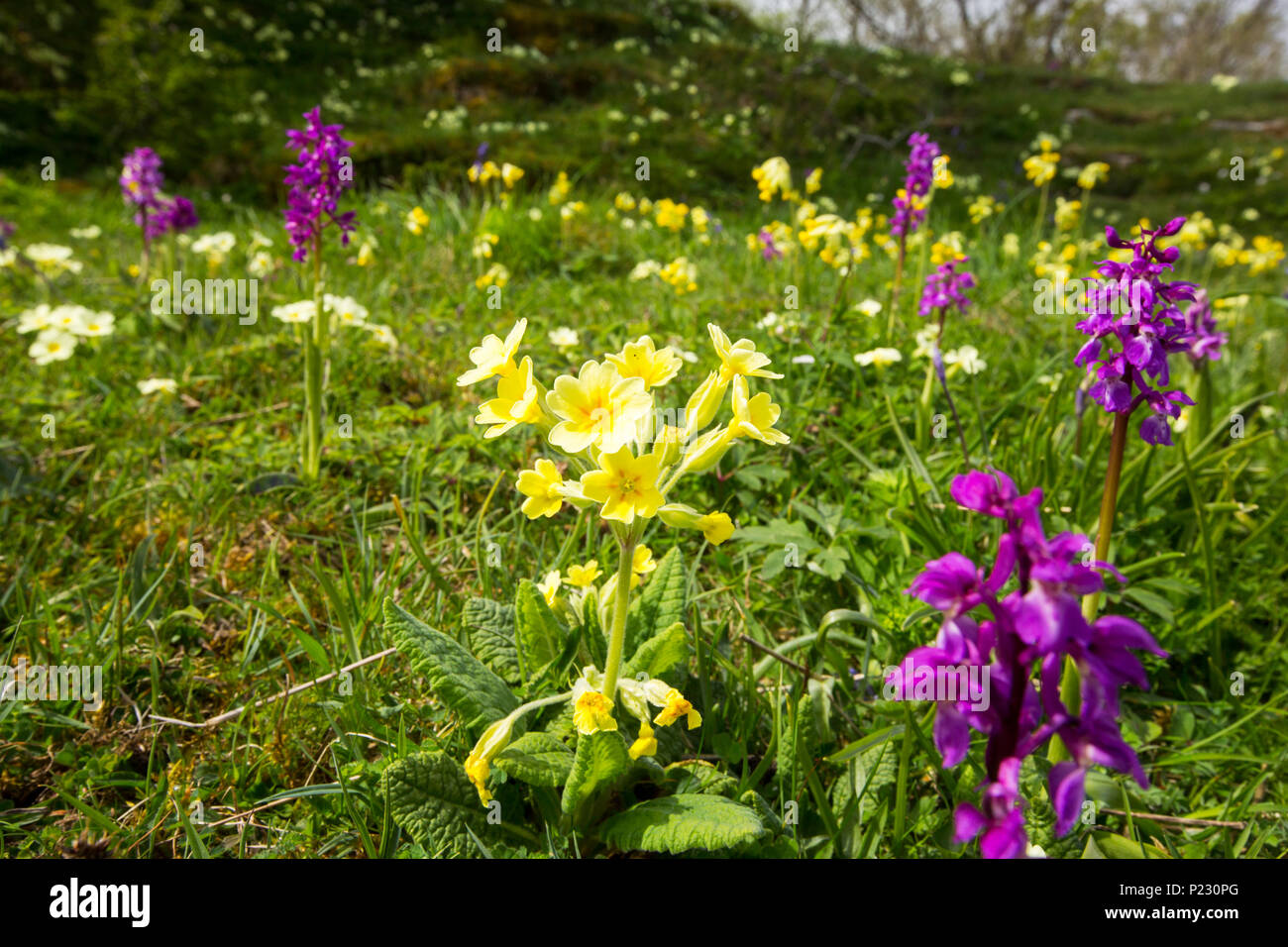 Orchids, Cowslips, Oxlips and Primroses growing on a limestone hill near Austwick, Yorkshire Dales, UK. Stock Photo