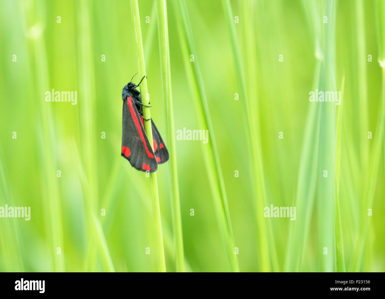 A single Cinnabar Moth on grass. Stock Photo