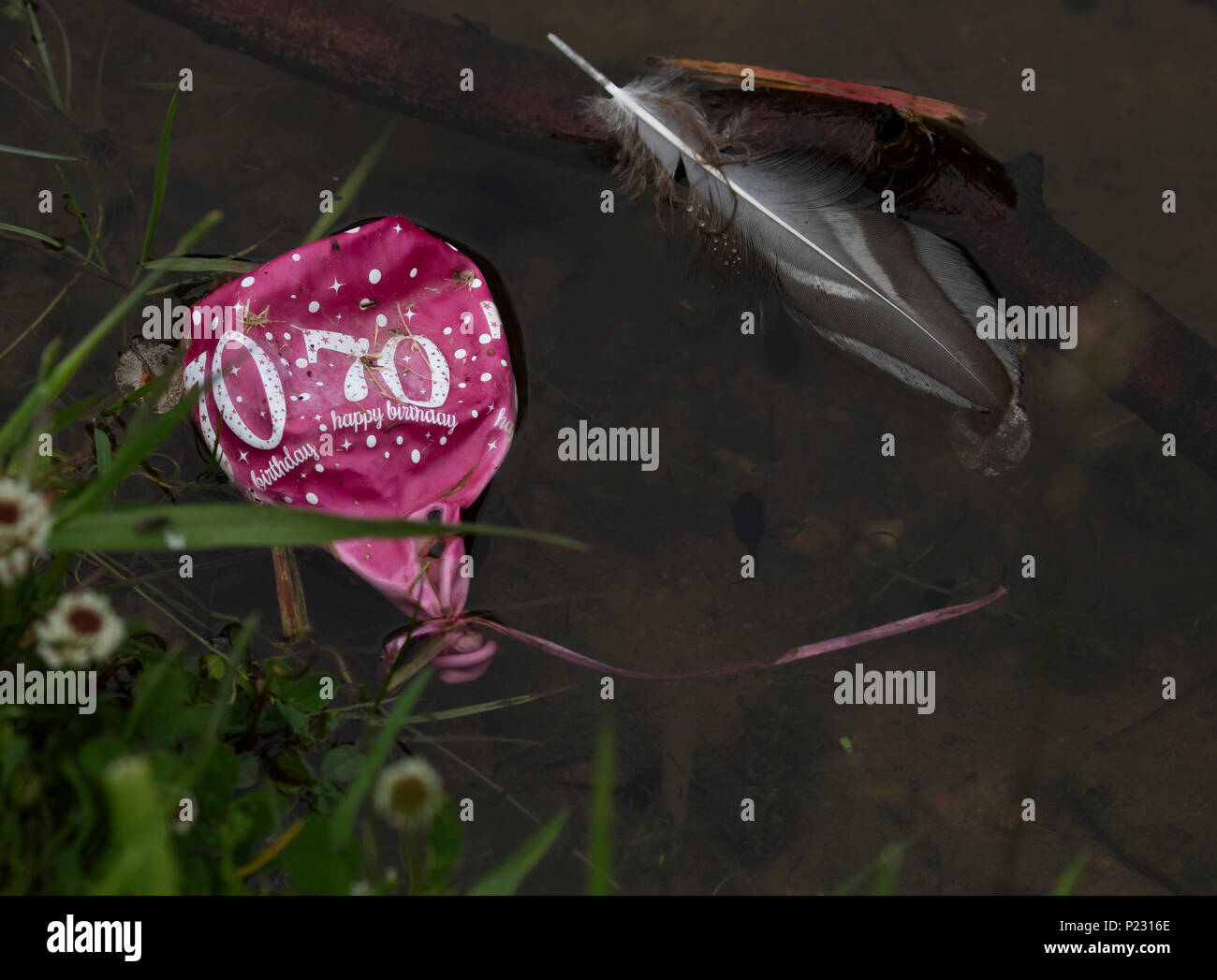 A discarded balloon floats on a wildlife pond causing environmental damage. Stock Photo