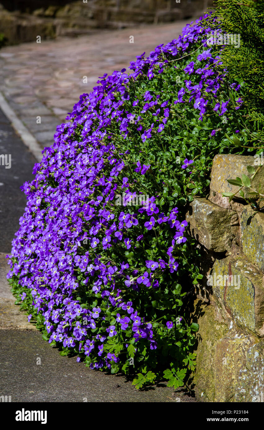 Purple Aubretia in full bloom cascading down a garden wall. Stock Photo
